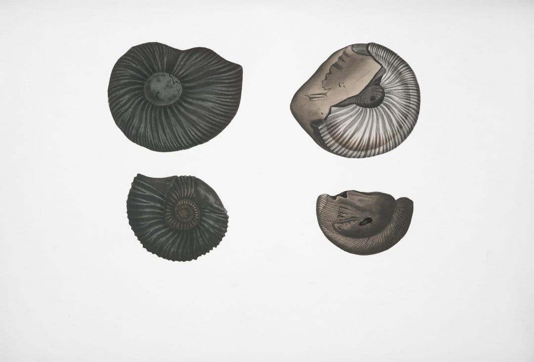 A close-up of an ancient fossil, showcasing a nautiloid resembling an octopus, highlighting its intricate shell details.