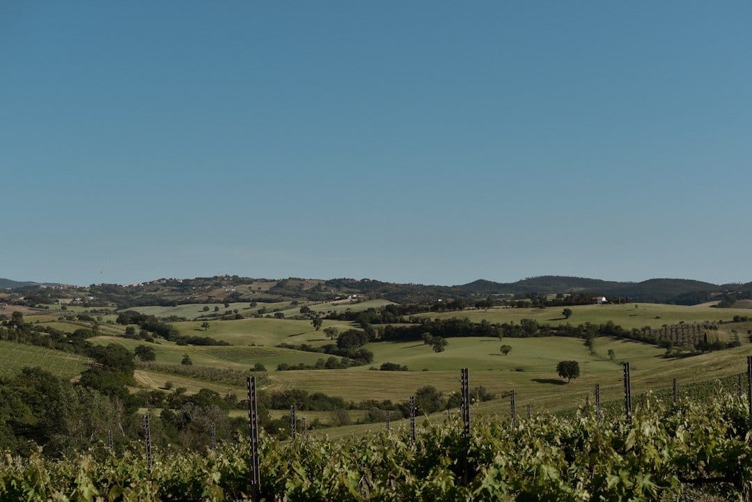 Vibrant vineyard landscape showcasing grapevines under a clear blue sky, representing Italy's innovative wine strategy for Vinitaly 2026.