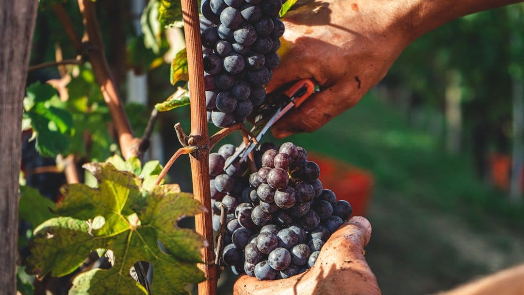 Vineyard workers harvesting grapes at dawn, showcasing early morning labor in response to extreme heat in Italy.