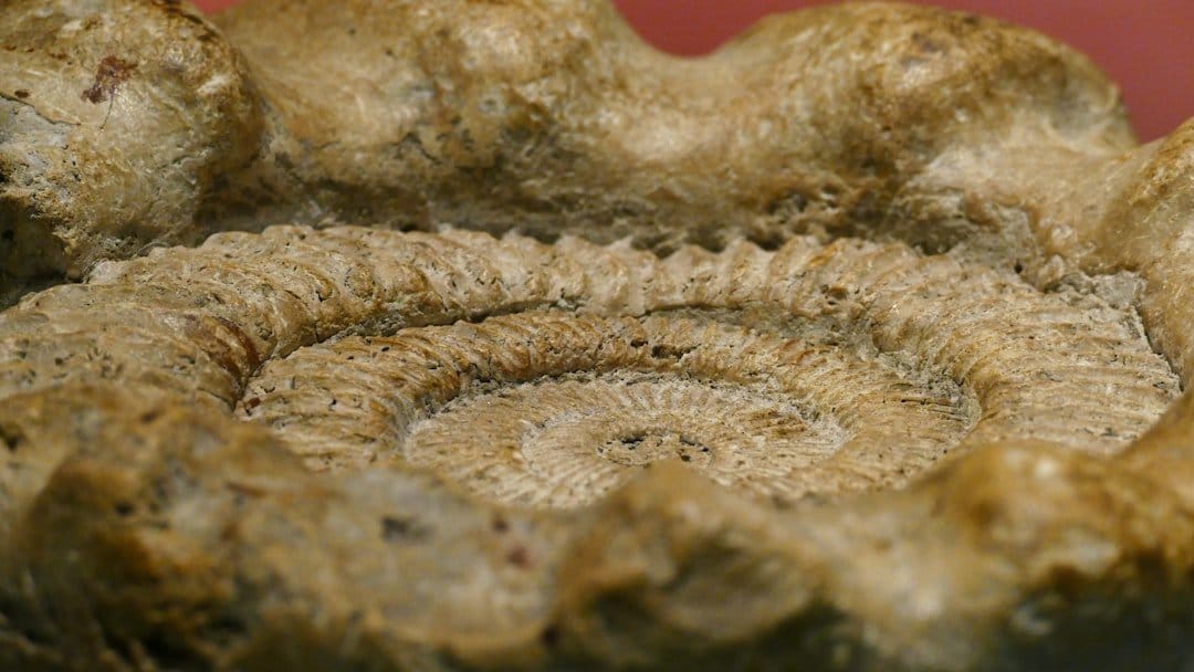Ancient Octopus Fossil Was Really a Nautiloid Fake