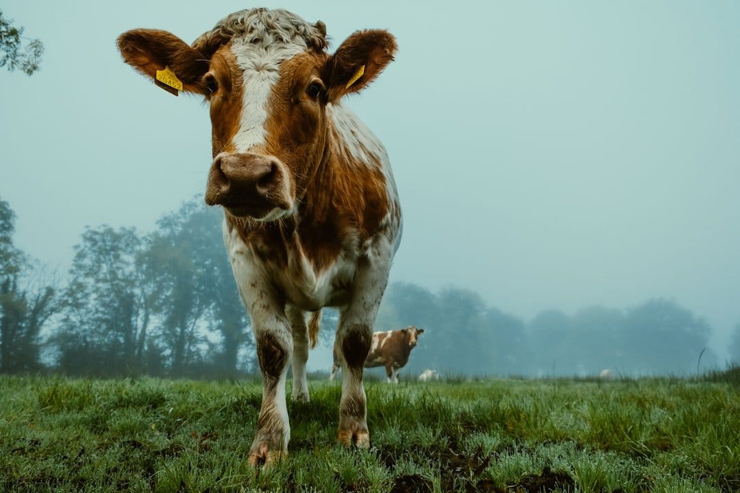 Hydrogenobody Discovery Reframes Cows’ Methane Burps