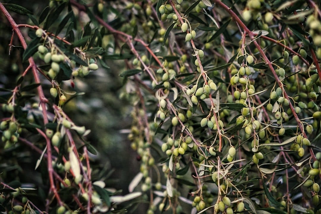 Bari Xylella Summit Tests Puglia’s Olive Future