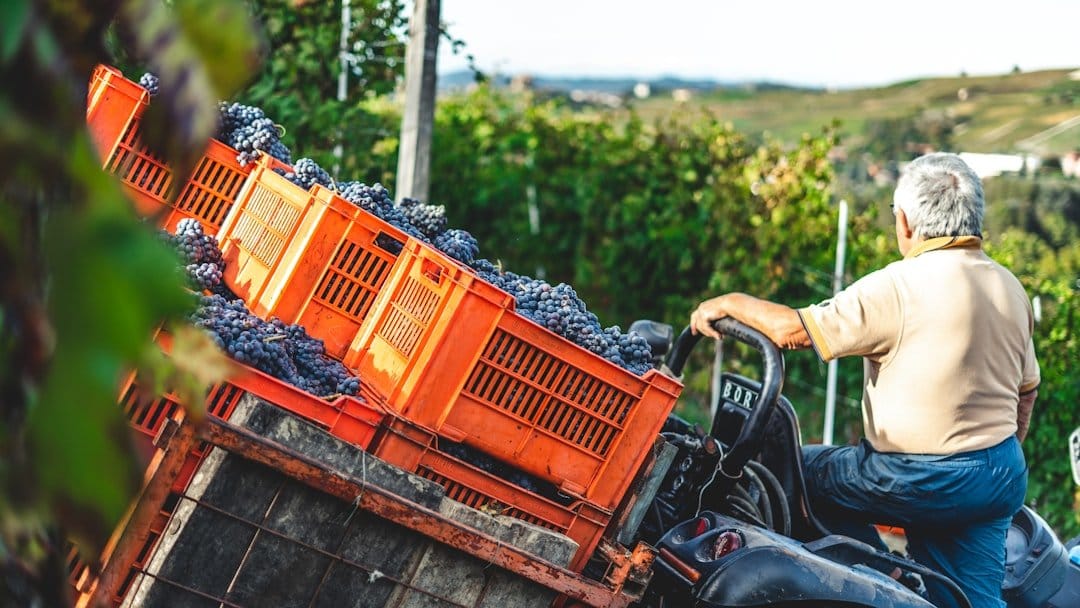 Extreme heat sends Italian vineyards to work at 4 a.m.