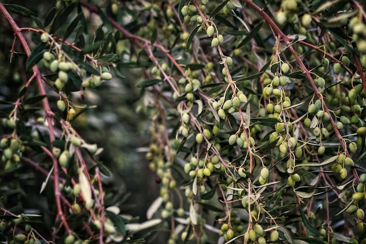 A lush olive grove in Puglia, Italy, showcasing healthy trees amidst discussions on Xylella disease impact on agriculture.