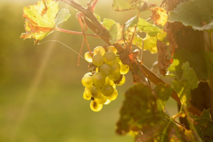 Bottles of Franciacorta sparkling wine displayed with lush vineyards in the background, highlighting Italy's wine regions.
